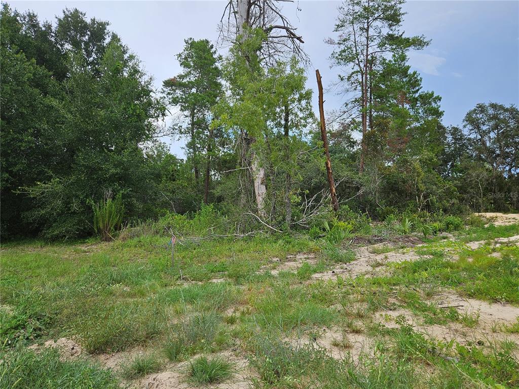 0 Southwest 46th Circle Ocala, FL 34472 - Photo 3 of 6