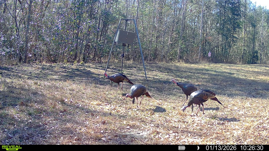 2500 Dean Church Road Ozark, AL 36360 - Photo 13 of 16