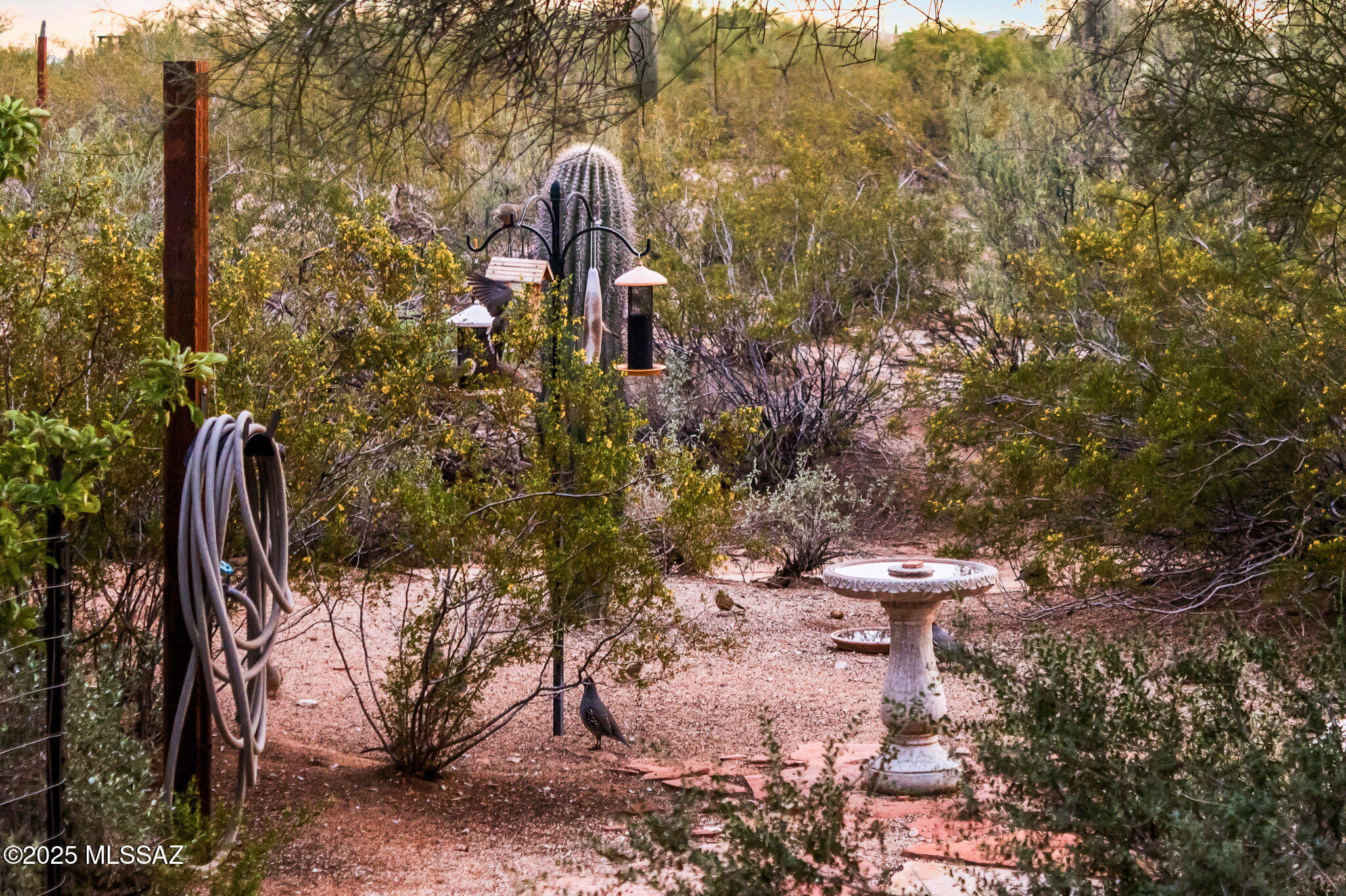 10375 North Blue Bonnet Road Tucson, AZ 85742 - Photo 42 of 48 Gallery Image 42