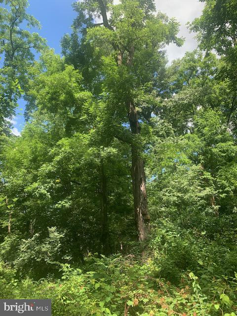 5353 Cito Road McConnellsburg, PA 17233 - Photo 15 of 15 Lush greenery under a bright sky.