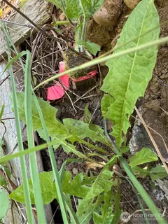 $300,000 | 607 East Illinois Street, Bellingham, WA 98225