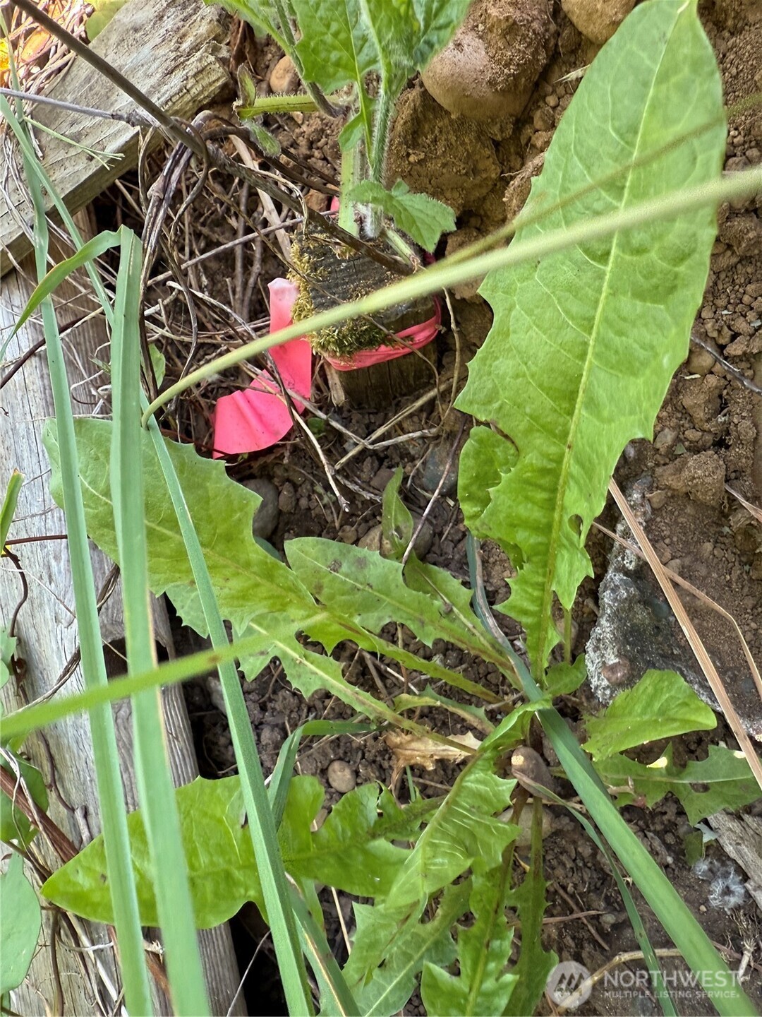 607 East Illinois Street Bellingham, WA 98225 - Photo 9 of 11