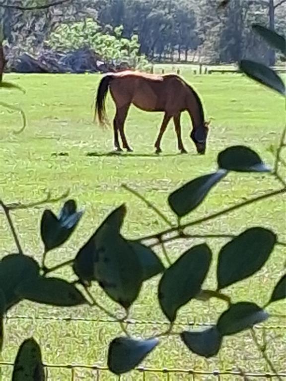 280 Southwest Ridgewood Road Dunnellon, FL 34431 - Photo 36 of 77