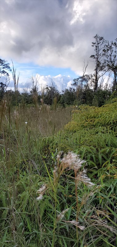 a view of lake with green space