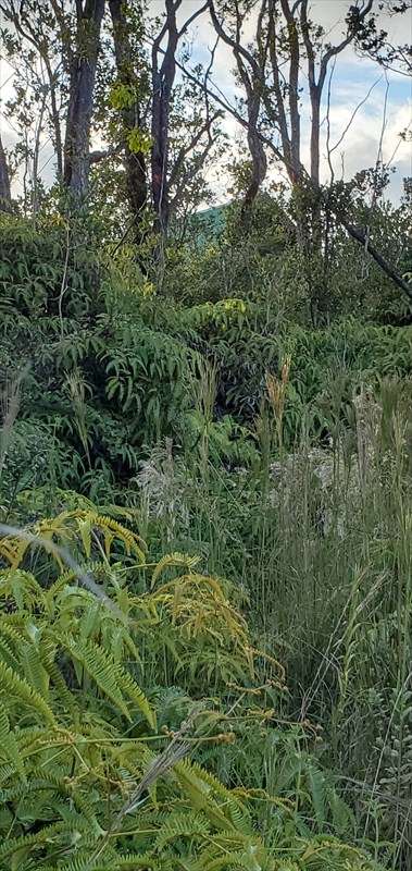 69 Makoa Road Mountain View, HI 96771 - Photo 6 of 7 a view of a lush green forest