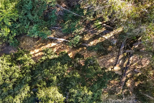 a view of a tree in a yard