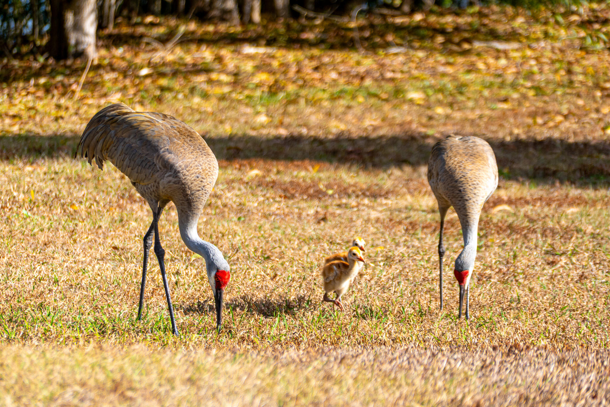 7685 Pleasant Ridge Court Stuart, FL 34997 - Photo 62 of 66