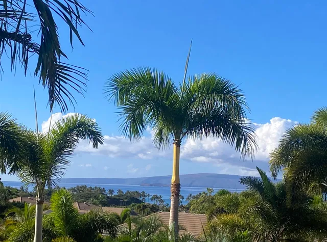 a view of a palm trees next to a building