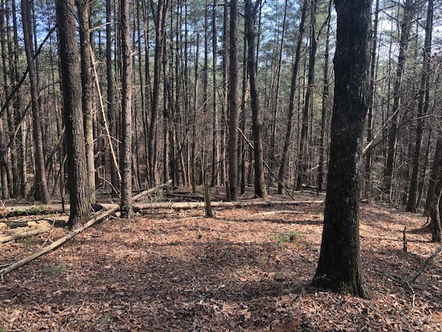 101 Dutchman's Pipe Trail Sunset, SC 29685 - Photo 2 of 7