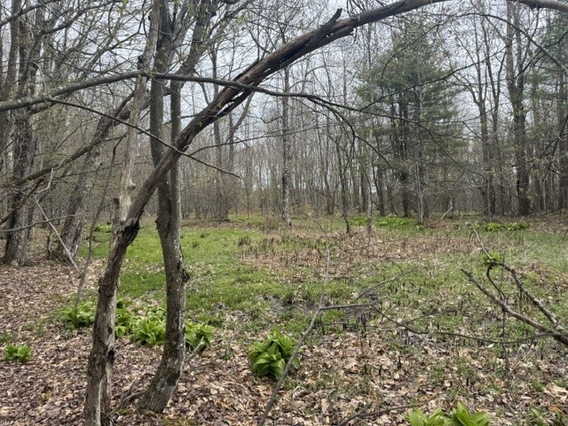 Lot 4 Shaver Hill Road Meridale, NY 13806 - Photo 32 of 44