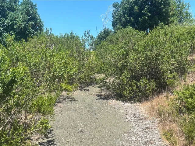 a view of a forest with a tree