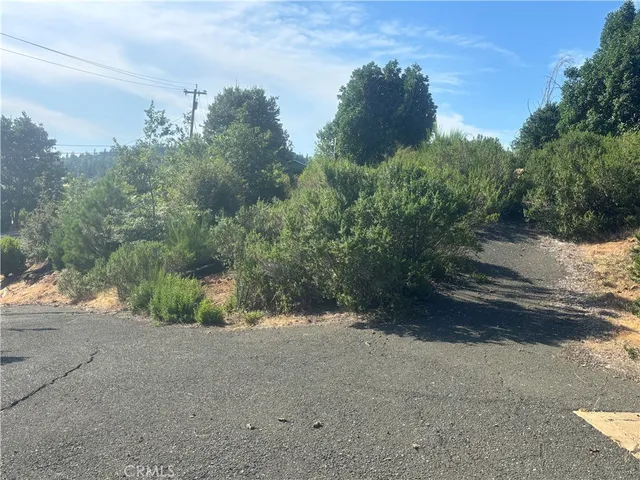 a view of a forest with trees in the background