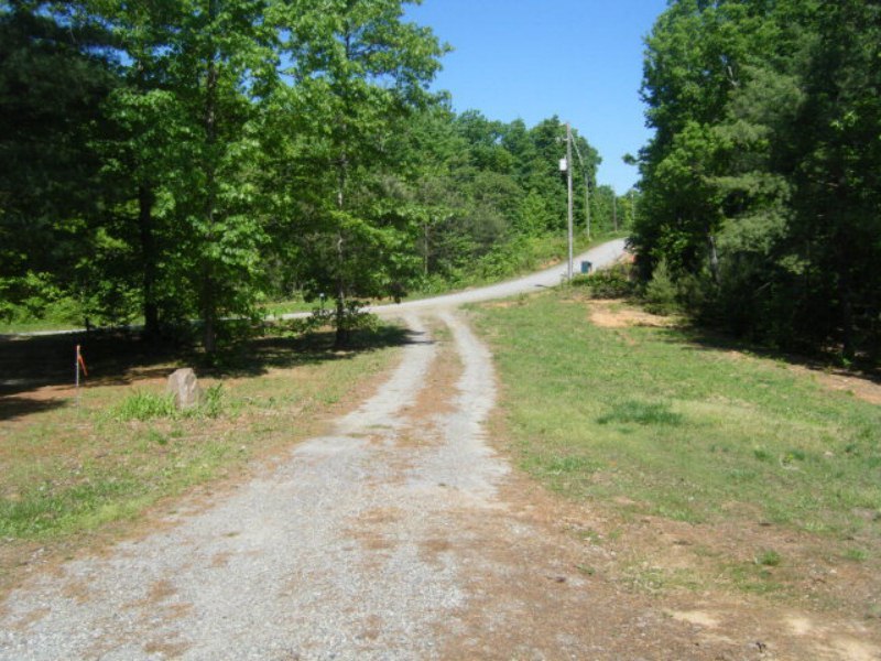 203 Creek Valley Road Stuart, VA 24171 - Photo 6 of 6 a view of a yard with plants and a trees