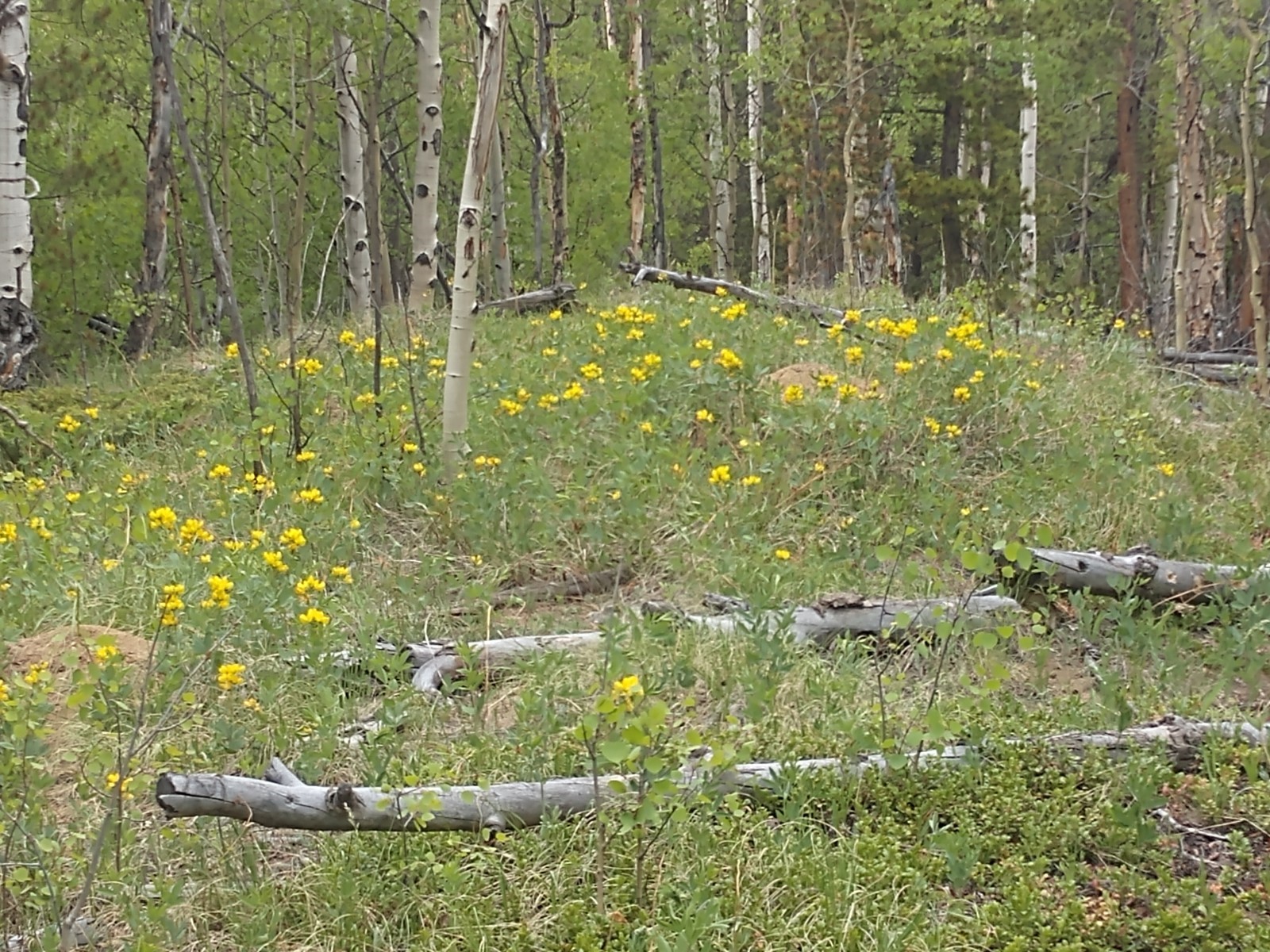 317 Skidoo Road Fairplay, CO 80440 - Photo 1 of 31 lush wildflower meadow
