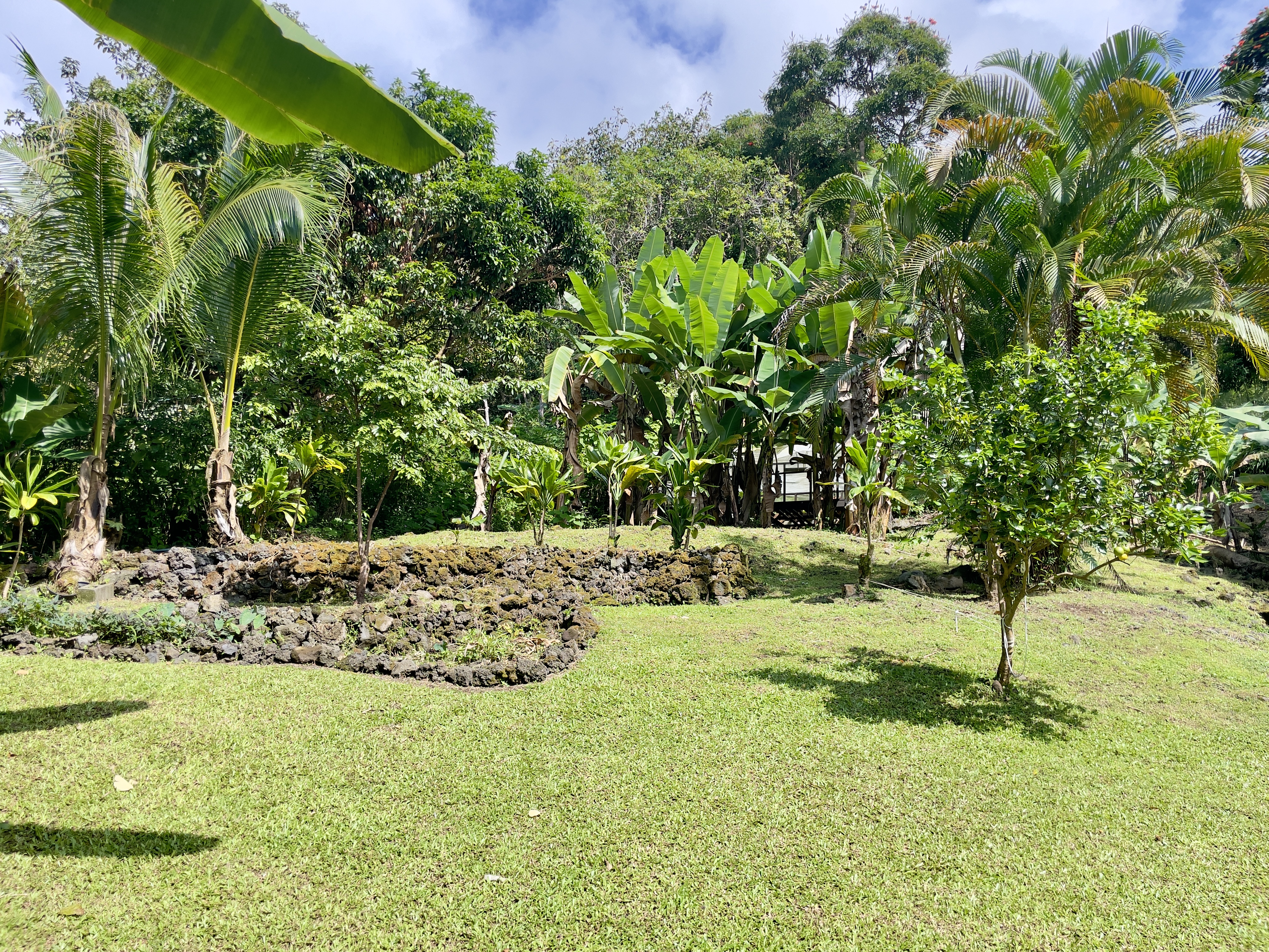 83-5586 Hawaiʻi Belt Road Captain Cook, HI 96704 - Photo 20 of 23 a view of a tree in a yard