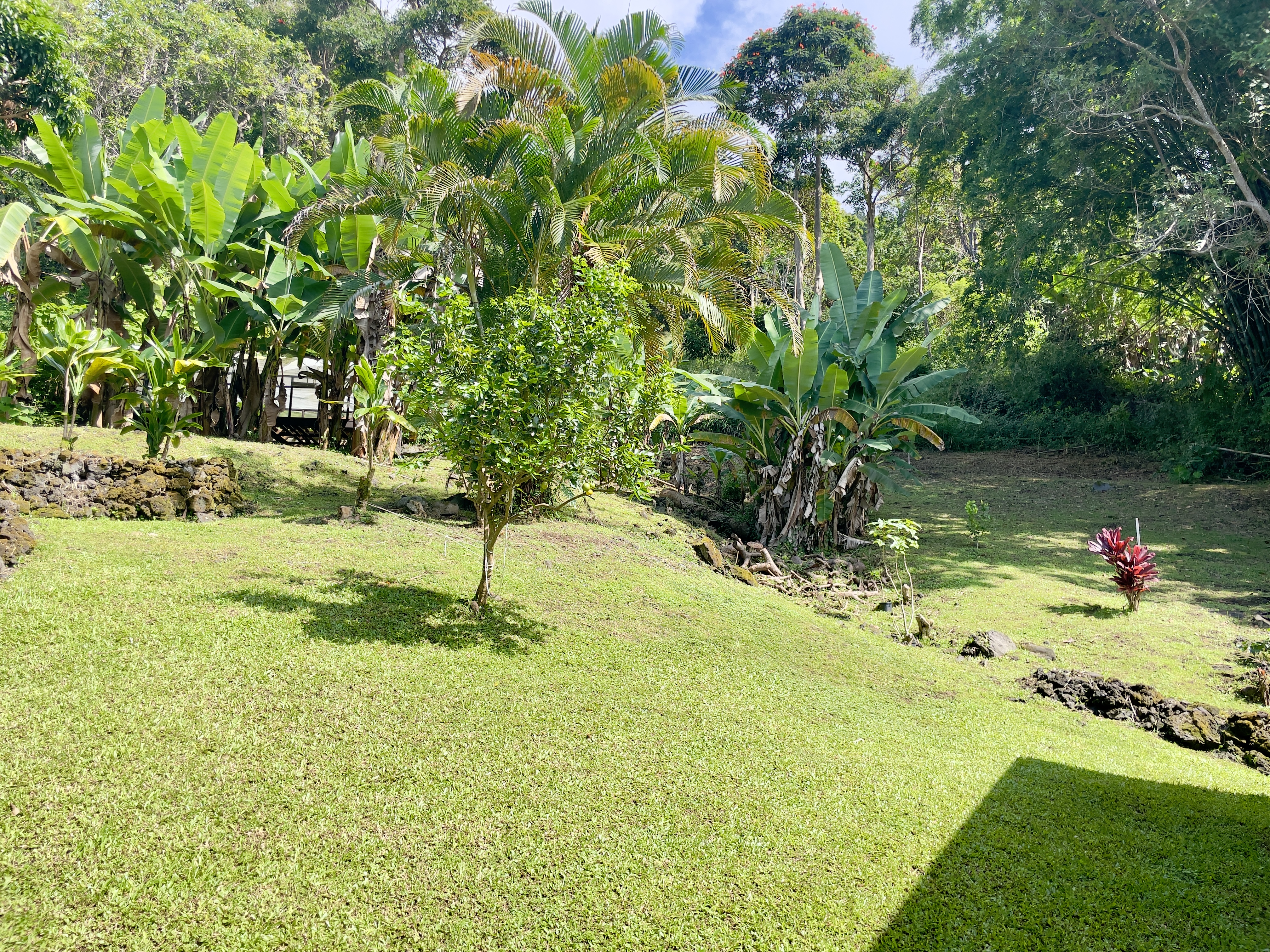 83-5586 Hawaiʻi Belt Road Captain Cook, HI 96704 - Photo 5 of 23 a backyard of a house with a yard and swimming pool