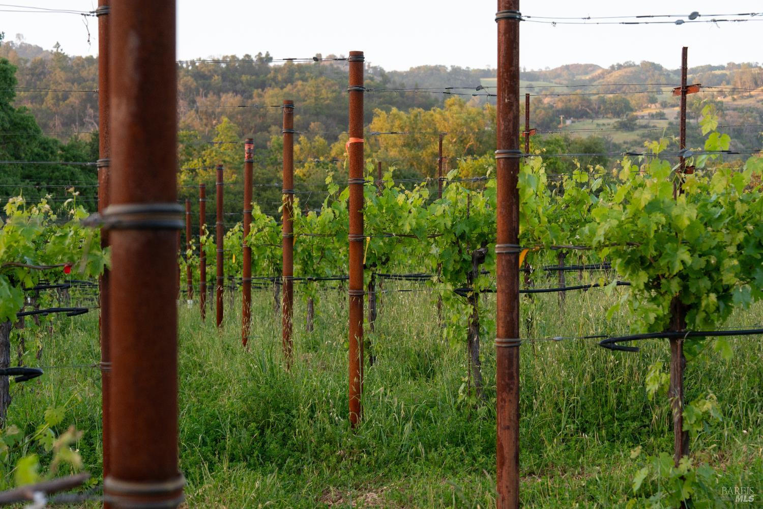 21350 River Road Geyserville, CA 95441 - Photo 15 of 15 a view of a garden