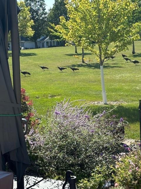 2429 Viola Heights Drive Northeast Rochester, MN 55906 - Photo 31 of 35