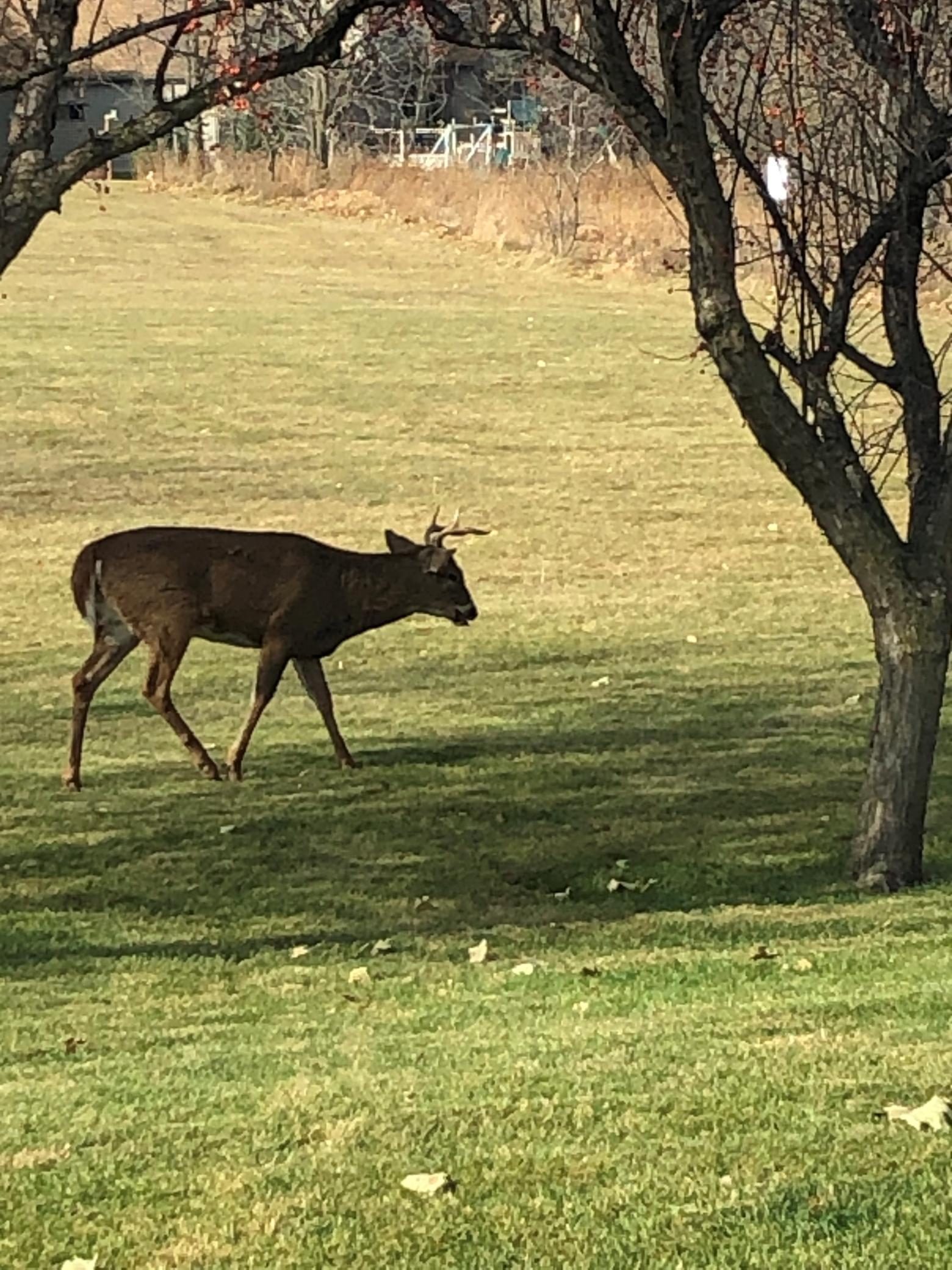 2429 Viola Heights Drive Northeast Rochester, MN 55906 - Photo 33 of 35