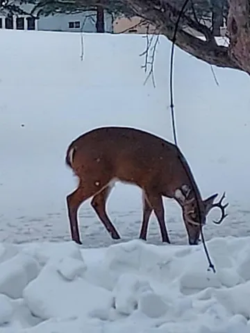 $315,000 | 2429 Viola Heights Drive Northeast, Rochester, MN 55906