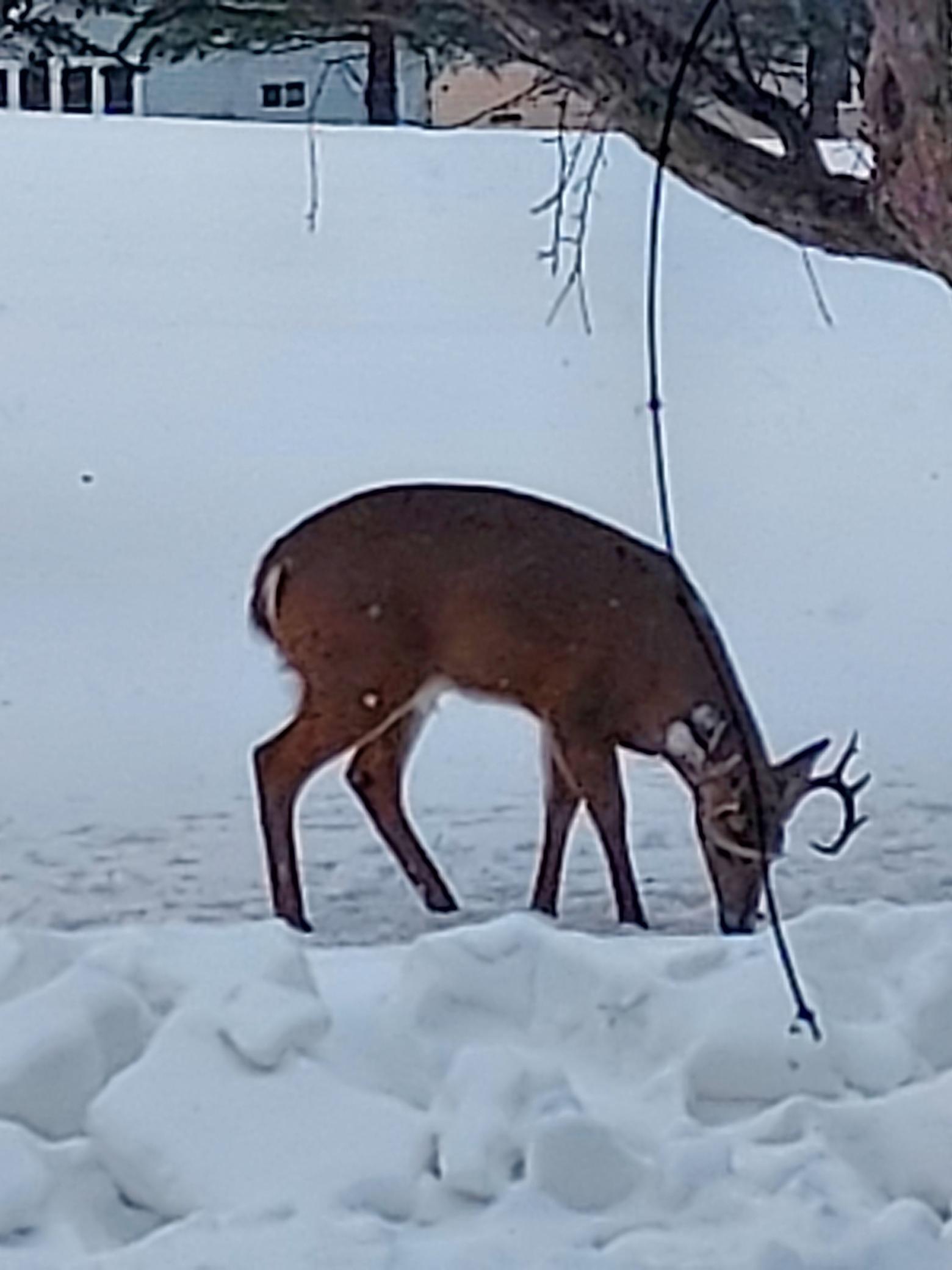 2429 Viola Heights Drive Northeast Rochester, MN 55906 - Photo 34 of 35