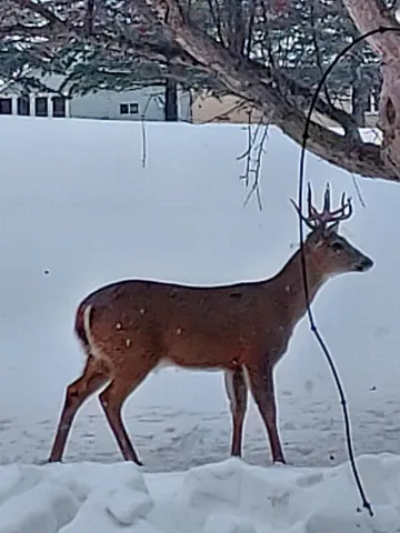 $315,000 | 2429 Viola Heights Drive Northeast, Rochester, MN 55906