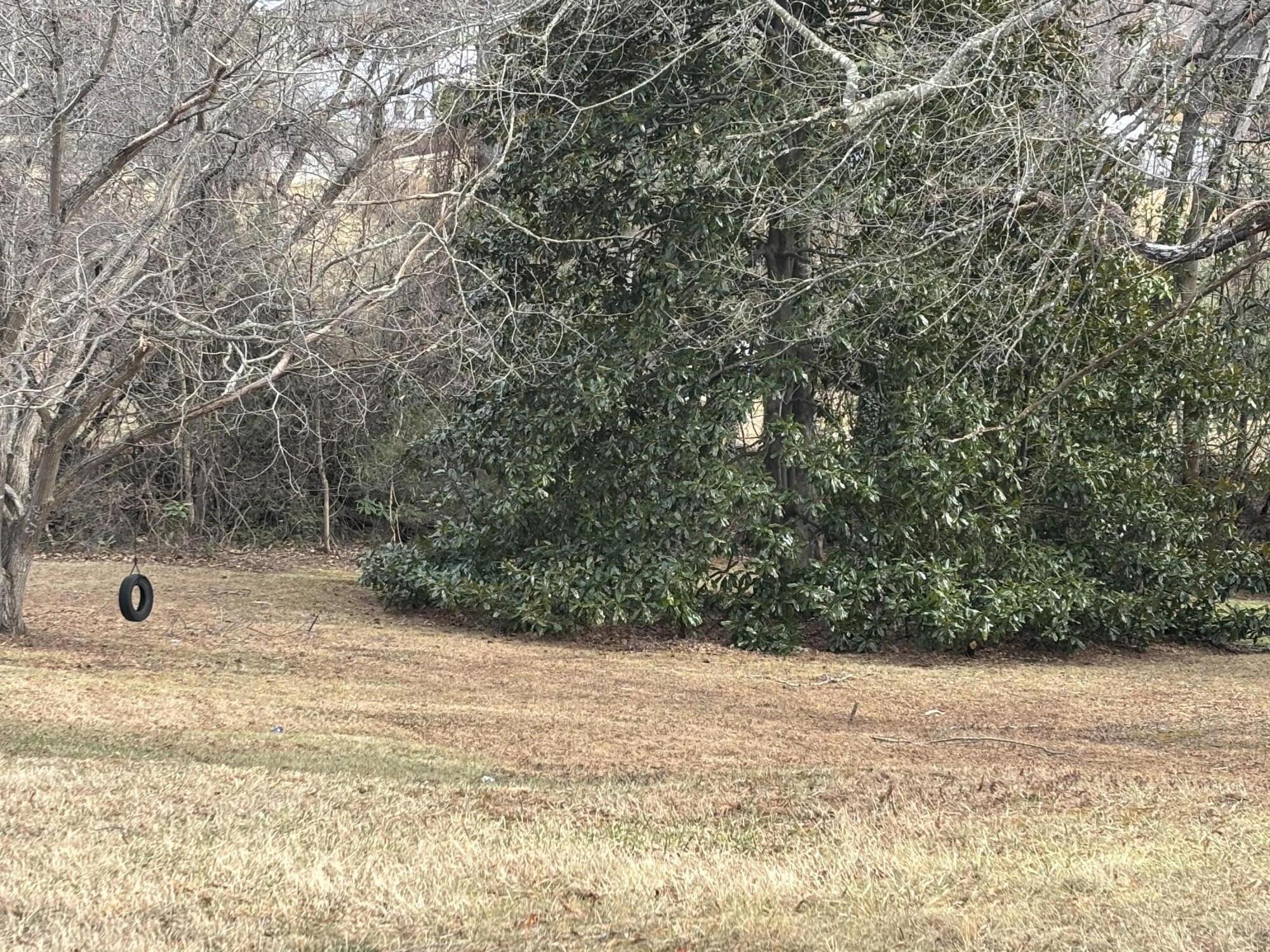 165 West College Street Rocky Mount, VA 24151 - Photo 4 of 24 a view of a yard with a tree