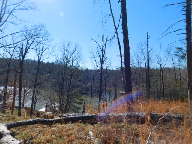 Lot 1 Rabbit Run Road Goodview, VA 24095 - Photo 12 of 17 a view of a backyard of the house