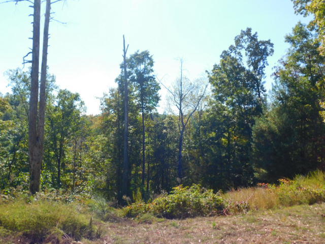 Lot 1 Rabbit Run Road Goodview, VA 24095 - Photo 4 of 17 a view of a yard with large trees