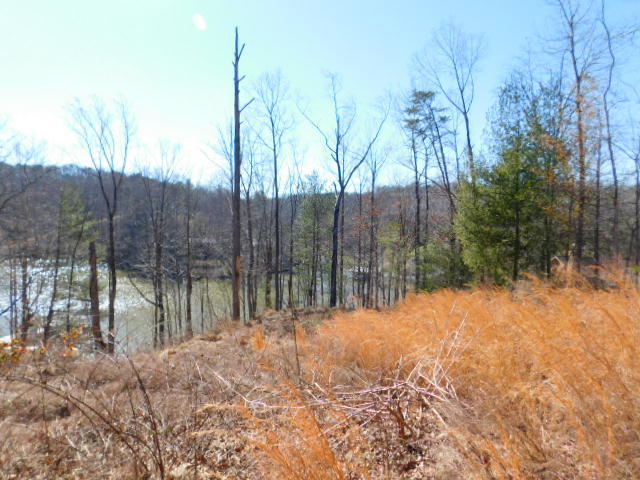 Lot 1 Rabbit Run Road Goodview, VA 24095 - Photo 7 of 17 a view of large trees with plants