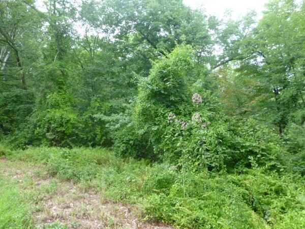 Lot 12 Wilbraham Road Monson, MA 01057 - Photo 4 of 5 Gallery Image 4