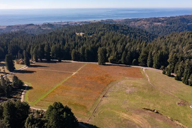 a view of a garden with trees