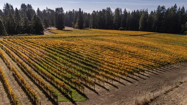 a view of a green field with a tree in the background