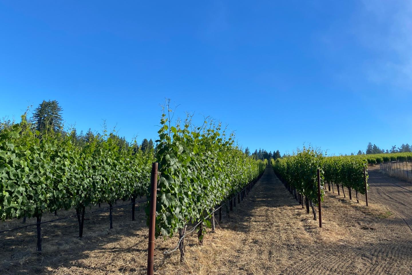 3980 Bonny Doon Road Santa Cruz, CA 95060 - Photo 19 of 26 a view of a garden