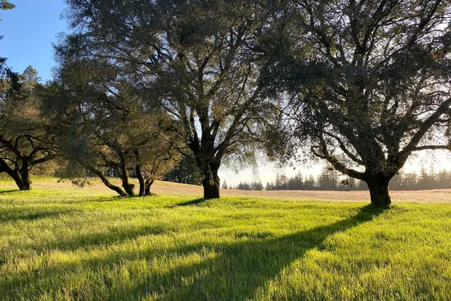 a view of yard with trees