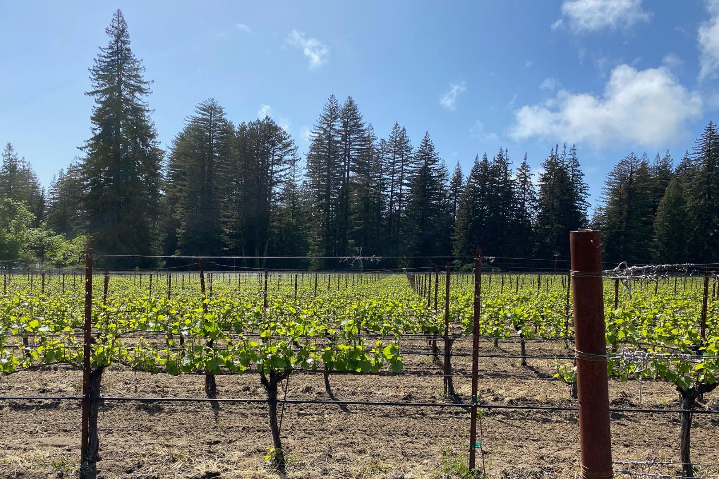 3980 Bonny Doon Road Santa Cruz, CA 95060 - Photo 21 of 26 a view of a yard