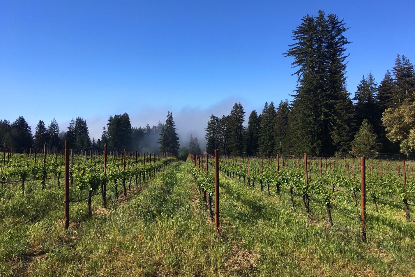 3980 Bonny Doon Road Santa Cruz, CA 95060 - Photo 22 of 26 a view of a green field with a tree in the background