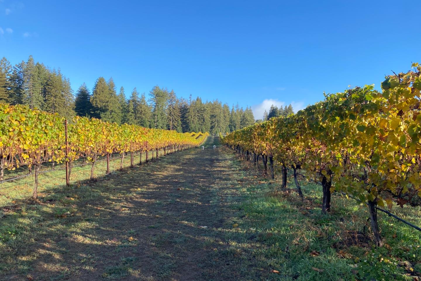 3980 Bonny Doon Road Santa Cruz, CA 95060 - Photo 23 of 26 a view of an outdoor space and trees all around