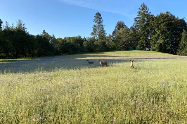 $3,995,000 | 3980 Bonny Doon Road, Santa Cruz, CA 95060