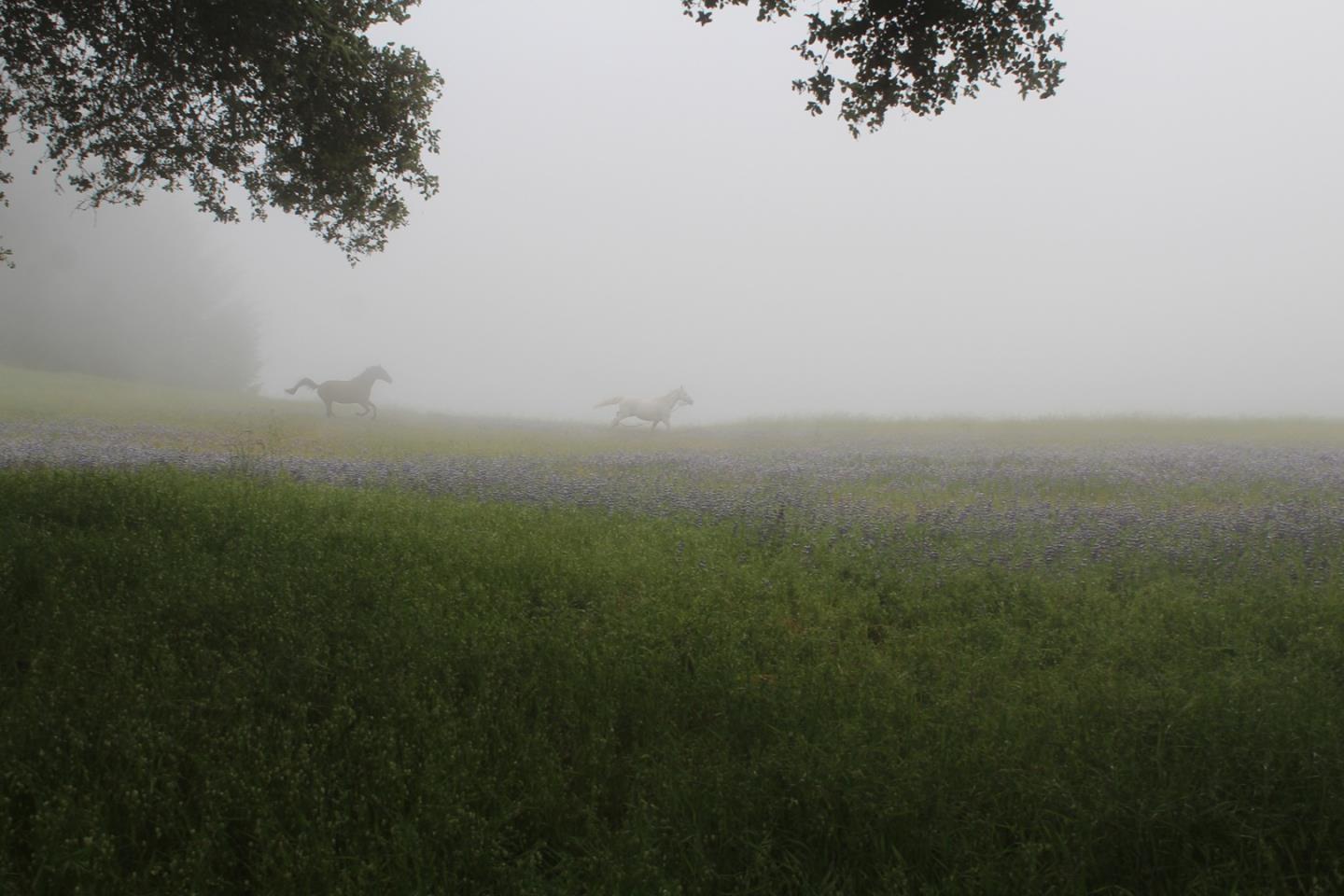 3980 Bonny Doon Road Santa Cruz, CA 95060 - Photo 8 of 26