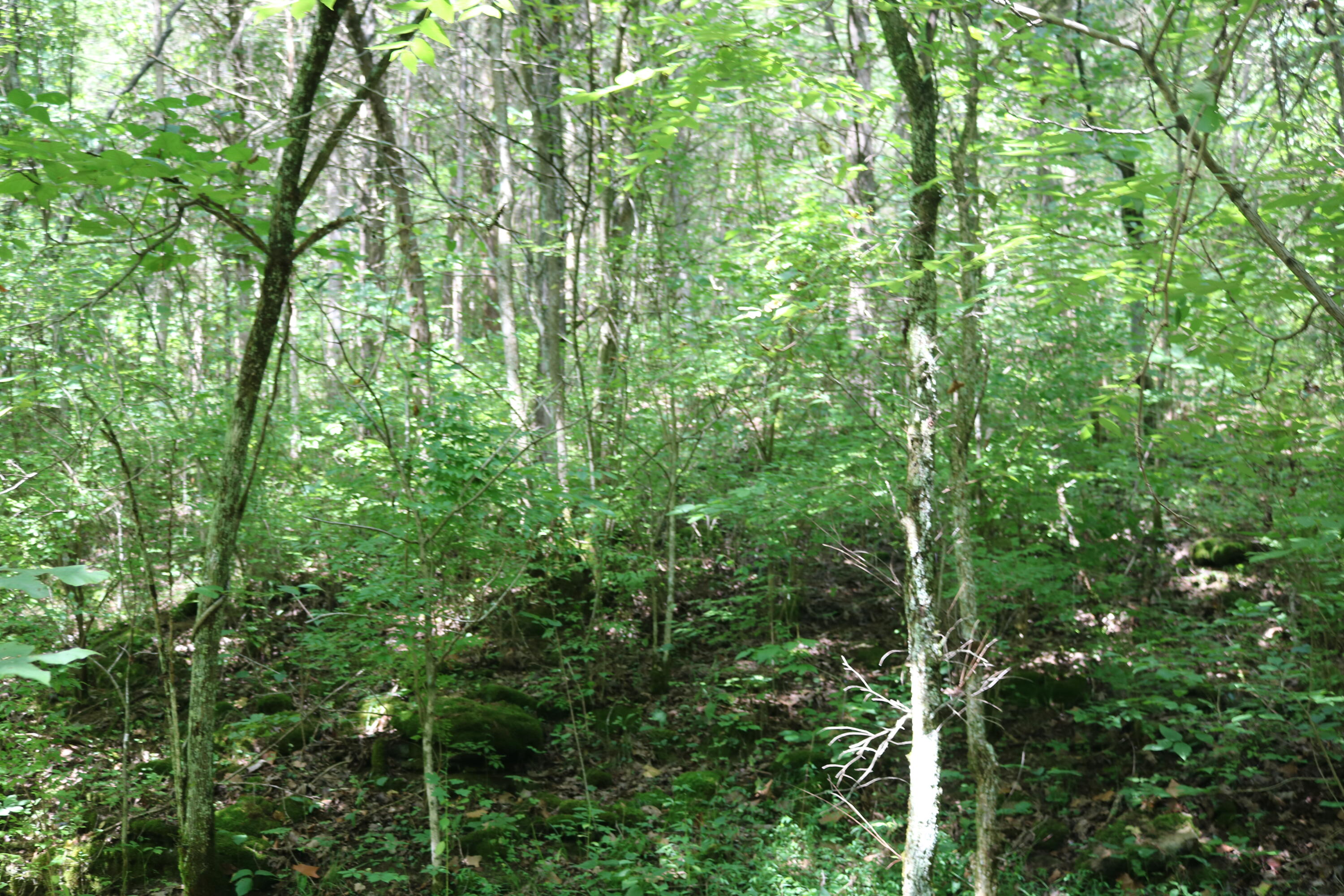 4298 Myers Road Carlisle, KY 40311 - Photo 3 of 10 IMG_7016