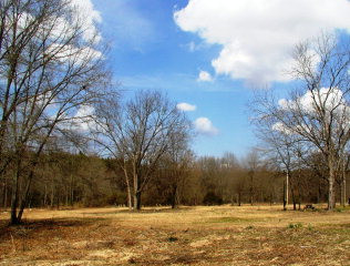 0 Coleman Bridge Road Wagener, SC 29164 - Photo 1 of 1