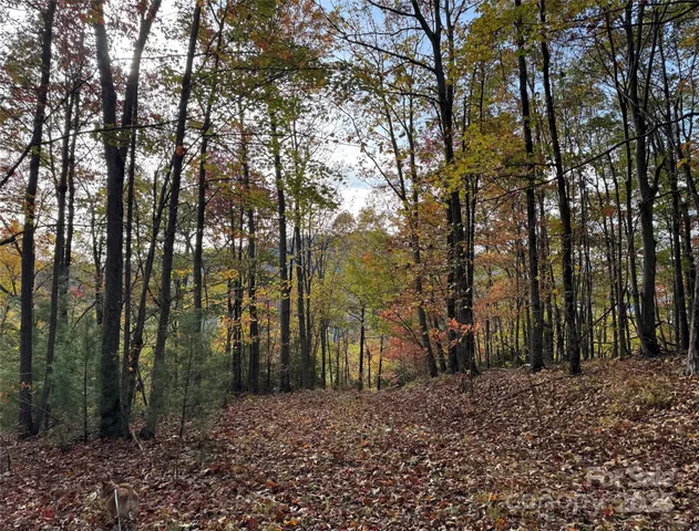 a view of a backyard with trees
