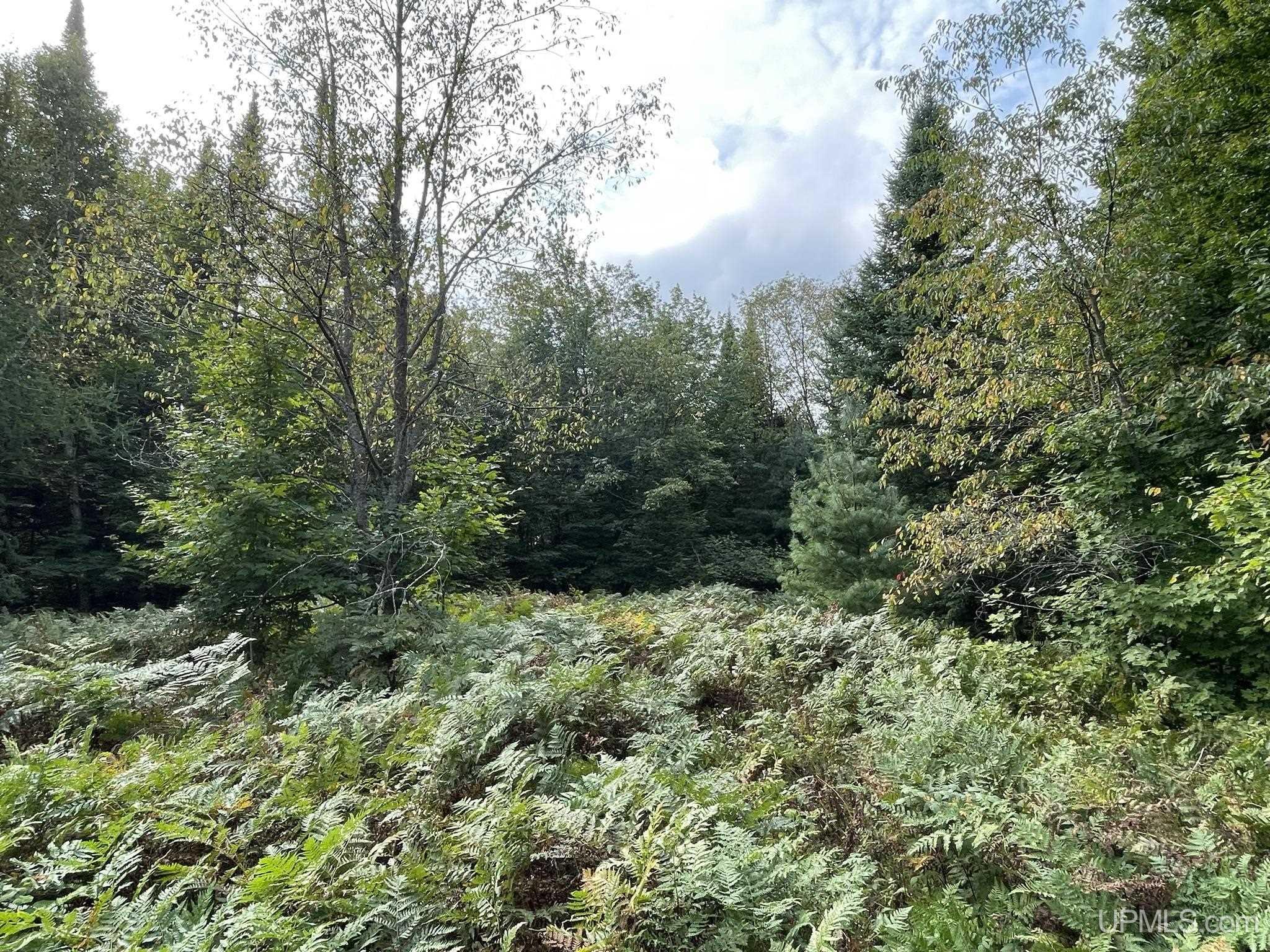 Tbd North Tbd N Powerline Road Germfask, MI 49836 - Photo 10 of 29