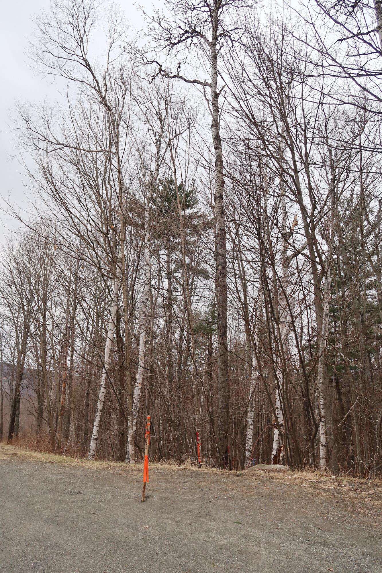 0 Ore Hill Road Sugar Hill, NH 03586 - Photo 16 of 26