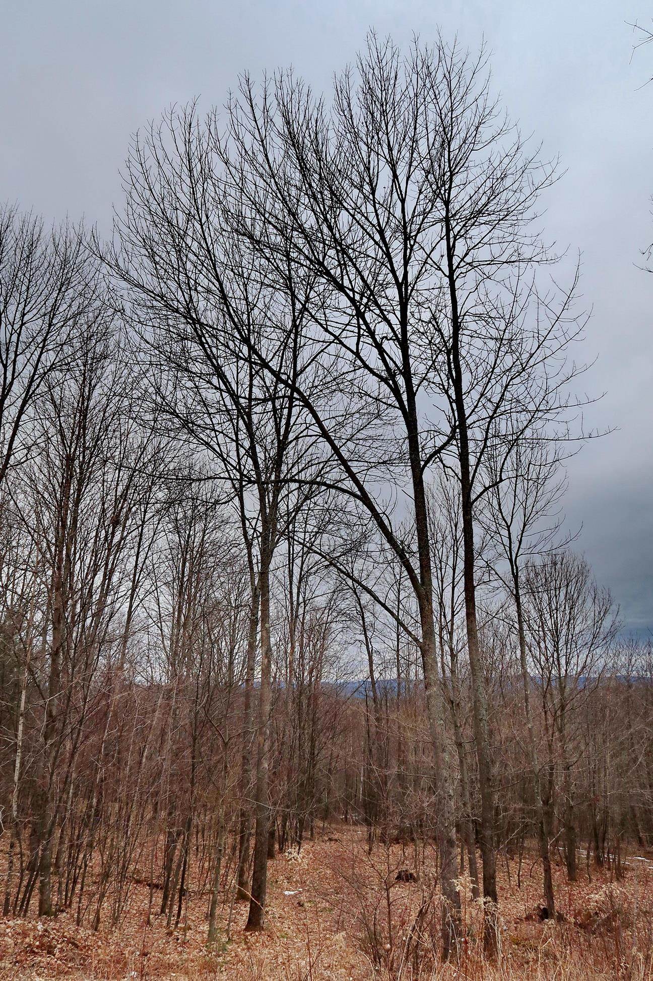 0 Ore Hill Road Sugar Hill, NH 03586 - Photo 17 of 26