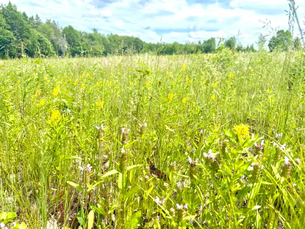 $299,000 | Map13-lot9 Martins Ridge Road, Franklin, ME 04634
