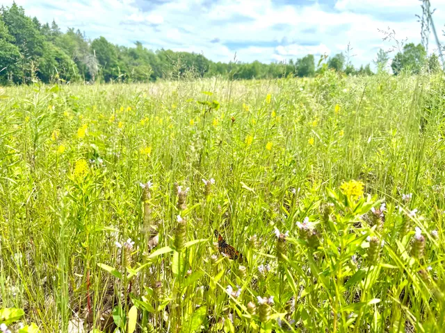 $299,000 | Map13-lot9 Martins Ridge Road, Franklin, ME 04634