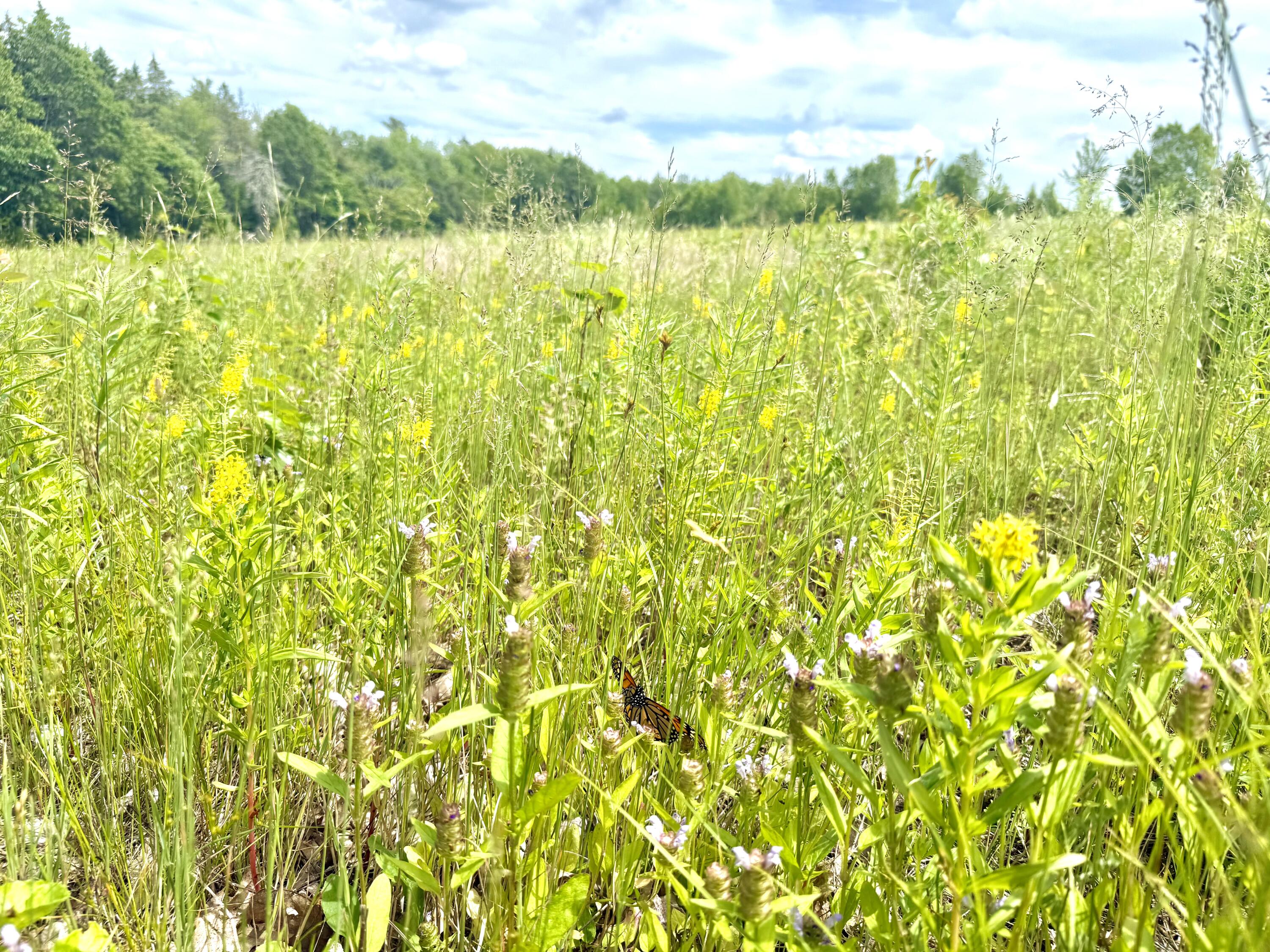 Map13-lot9 Martins Ridge Road Franklin, ME 04634 - Photo 16 of 30 Lot 9
