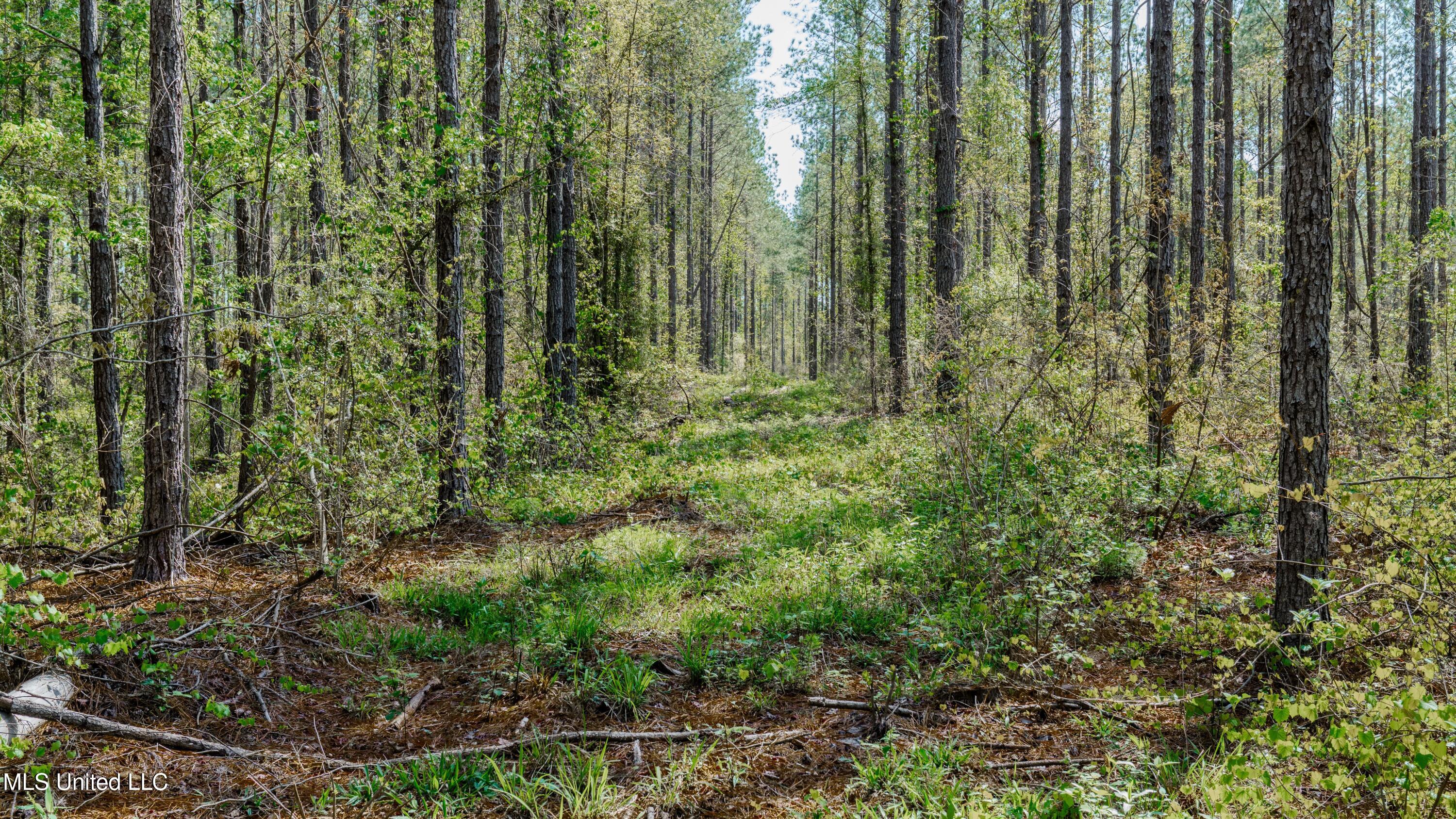 0 Point Wanita Lake Road Chunky, MS 39323 - Photo 42 of 62 OmDXDTH_